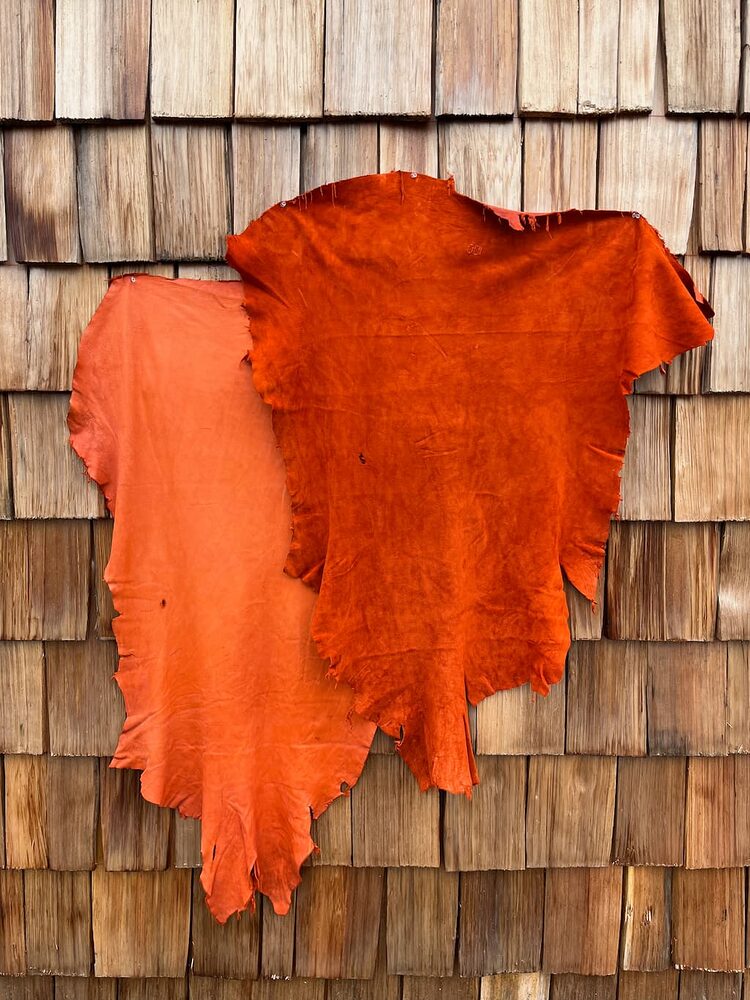 orange deer